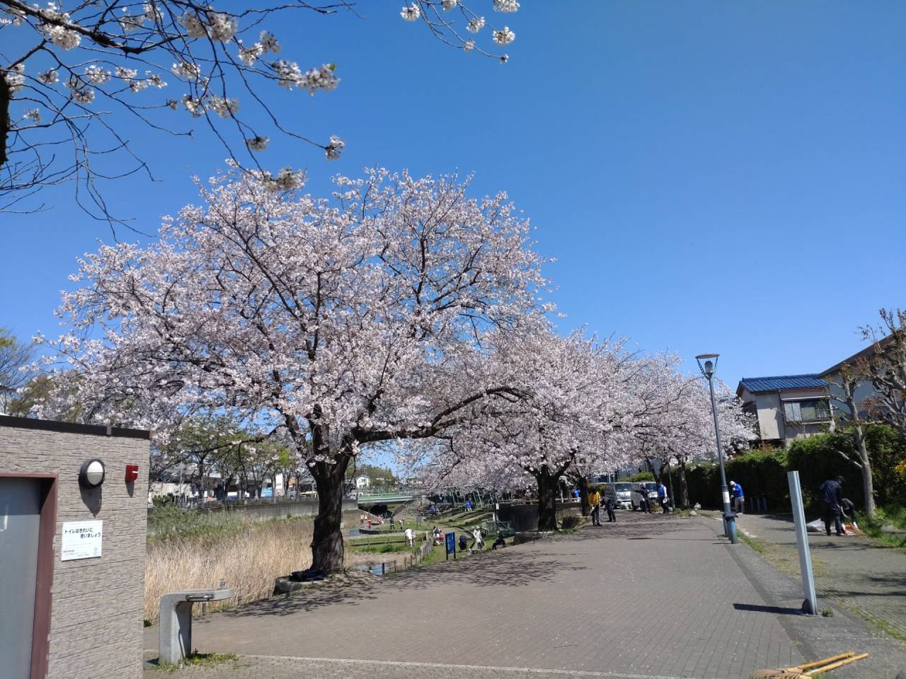 今年は満開の桜がちょうど入学式と重なりました