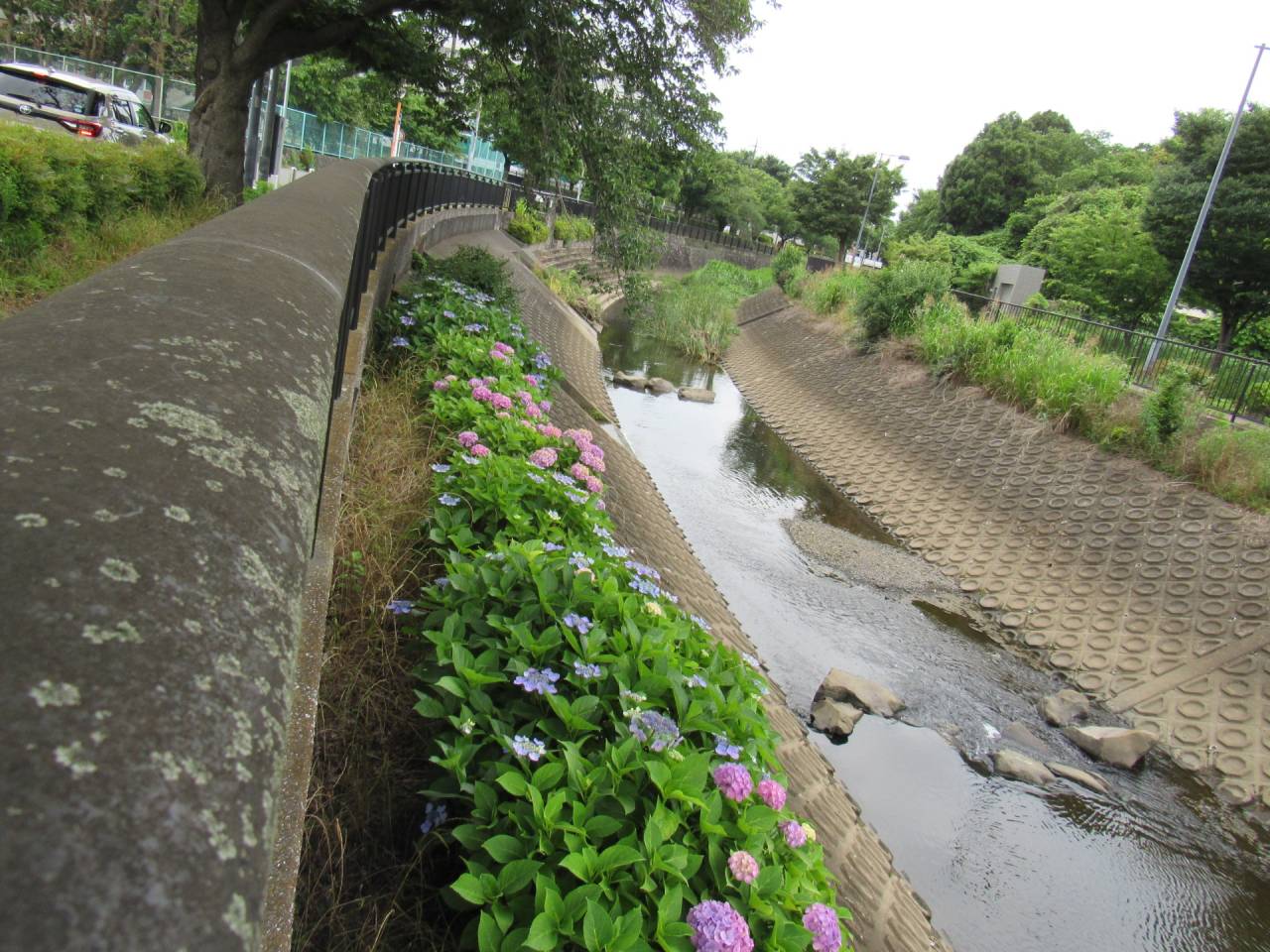 暑い中ですが、川辺の散策をしました