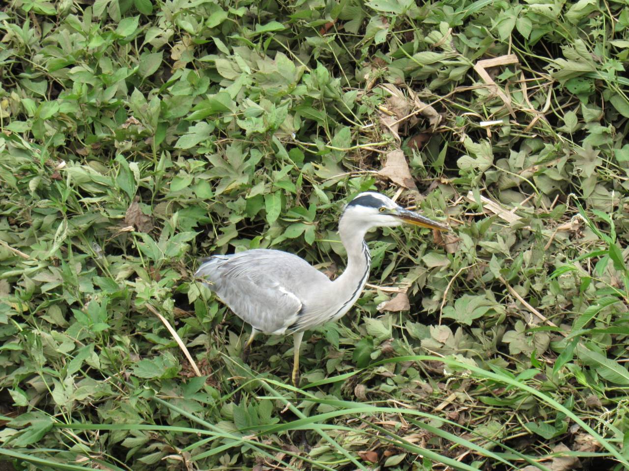 川辺にはアオサギ？も飛来中