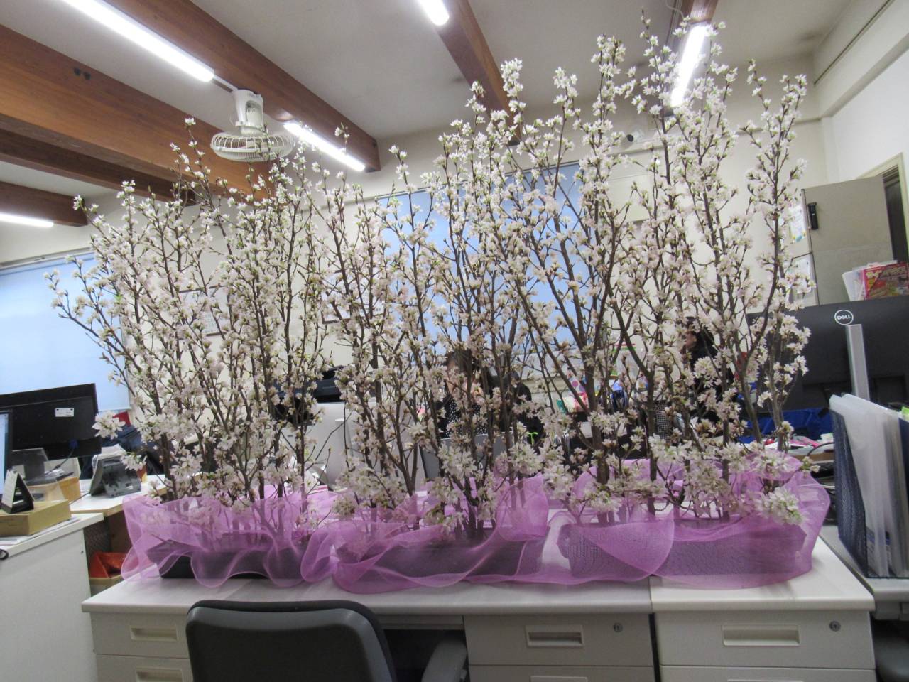 春の感謝祭に向けて準備万端