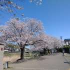 今年は満開の桜がちょうど入学式と重なりました